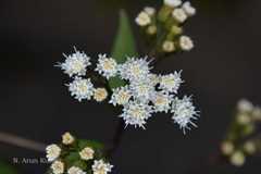 Eupatorium riparium